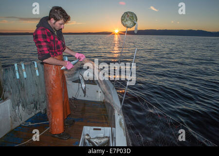 Bodensee, Fischer, Bodensee, Frühling, Claudio Timo Görtz, Arbeit, Arbeit, Beruf, Beruf, Berufe, Professio Stockfoto