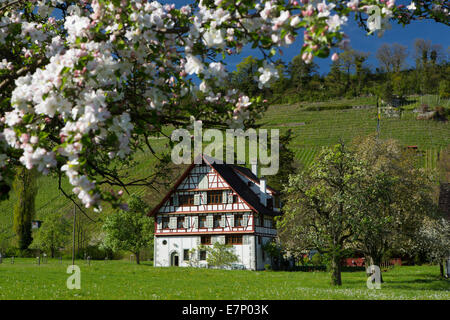 Trüterhof, Thal, Dorf, SG, Kanton St. Gallen, Frühling, Schweiz, Europa, Stockfoto