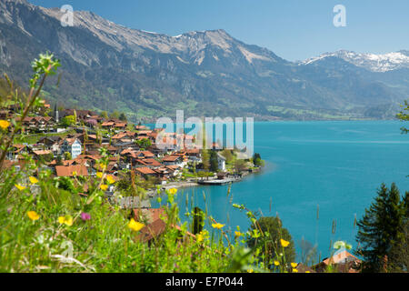 Brienzersee, Oberried, Brienzersee, Frühling, Kanton Bern, See, Seen, Berner Oberland, Dorf, Schweiz, Europa, Stockfoto