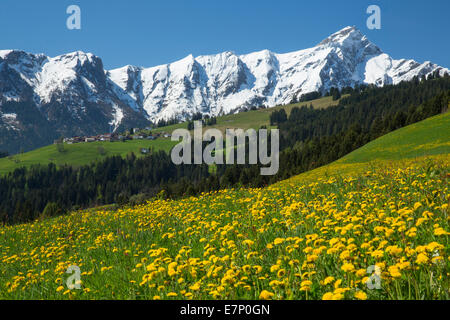 Domleschg, Blume Wiese, Heinzenberg, Domleschg, Piz Beverin, GR, Kanton Graubünden, Graubünden, Frühling, Berg, Berge, Flo Stockfoto