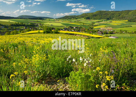 Randen, rauhe Weide, Beggingen, Frühling, Kanton SH, Schaffhausen, Blume, Blumen, Landschaft, Landschaft, Landwirtschaft, Wiese, Sw Stockfoto