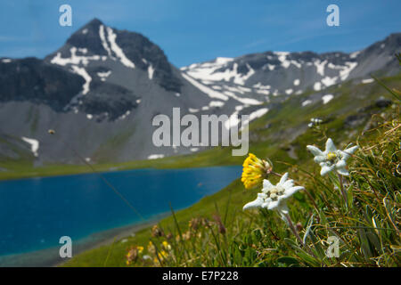 Münster-Tal, GR, Edelweiss, Lai da Rims, Piz dal Lai, Berg, Berge, Bergsee, Kanton Graubünden, Graubünden, GR, UN- Stockfoto