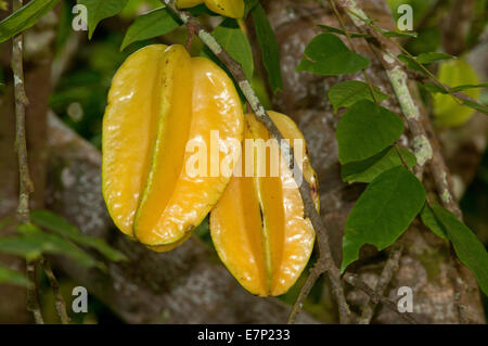 Karambolen, Obst, Gattung Karambolen, Thailand, Asien, Carambole, Essen Stockfoto