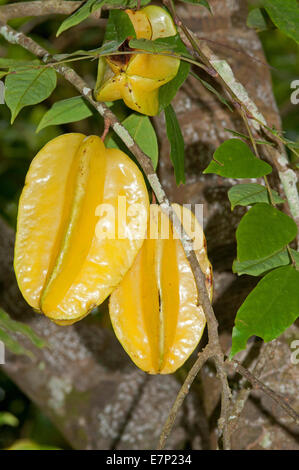 Karambolen, Obst, Gattung Karambolen, Thailand, Asien, Carambole, Essen Stockfoto