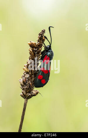 Tier, Insekten, Schmetterling, Motte, rot, schwarz, Spitzen, Zygaena Filigendulae, sechs-Spot Burnet, Lepidoptera, Zygaenidae, Arthropoda Stockfoto