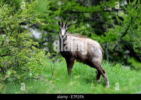 Gämse, Gemsen, Rupicapra, Tiere, wilde Tiere, Deutschland Stockfoto