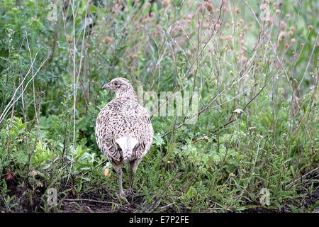 Fasan, gemeinsame Fasan, hühnerartigen Vögel, Phasianus Colchicus Mongolicus, Rebhühner, Vogel, Galliforms, Fasane, partridg Stockfoto