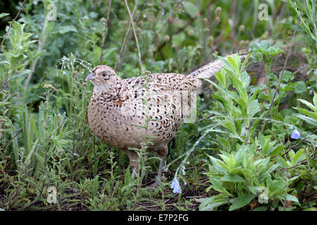 Fasan, gemeinsame Fasan, hühnerartigen Vögel, Phasianus Colchicus Mongolicus, Rebhühner, Vogel, Galliforms, Fasane, partridg Stockfoto