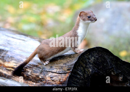 Hermelin, Herbst, großes Wiesel, kurzes Heck Wiesel, Mustela Erminea, Räuber, Räuber, Endemical, wildes Tier, Tier, Deutschland Stockfoto