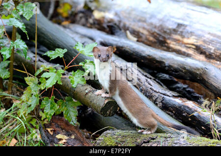 Hermelin, Herbst, großes Wiesel, kurzes Heck Wiesel, Mustela Erminea, Räuber, Räuber, Endemical, wildes Tier, Tier, Deutschland Stockfoto