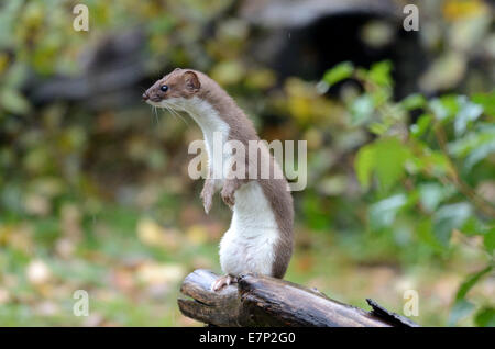 Hermelin, Herbst, großes Wiesel, kurzes Heck Wiesel, Mustela Erminea, Räuber, Räuber, Endemical, wildes Tier, Tier, Deutschland Stockfoto