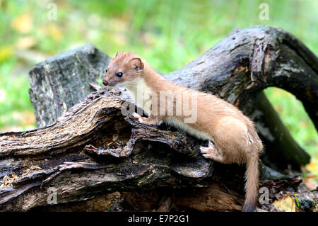 Hermelin, Herbst, großes Wiesel, kurzes Heck Wiesel, Mustela Erminea, Räuber, Räuber, Endemical, wildes Tier, Tier, Deutschland Stockfoto