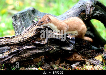 Hermelin, Herbst, großes Wiesel, kurzes Heck Wiesel, Mustela Erminea, Räuber, Räuber, Endemical, wildes Tier, Tier, Deutschland Stockfoto