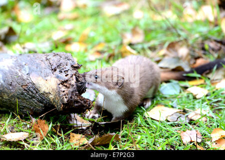 Hermelin, Herbst, großes Wiesel, kurzes Heck Wiesel, Mustela Erminea, Räuber, Räuber, Endemical, wildes Tier, Tier, Deutschland Stockfoto