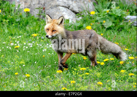 Red Fox, Fox, Raubtier, Caniden, Crafty, Europäische Fuchs Vulpes Vulpes Füchse, Tier, wildes Tier, Tiere, Deutschland Stockfoto