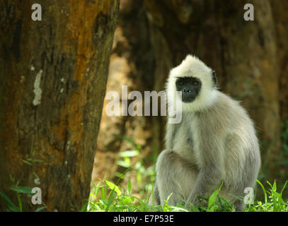 Hanuman-Languren ist vermutlich eines der Altweltaffen gehören zur Gattung Semnopithecus. Stockfoto