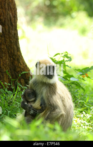 Hanuman-Languren ist vermutlich eines der Altweltaffen gehören zur Gattung Semnopithecus. Stockfoto