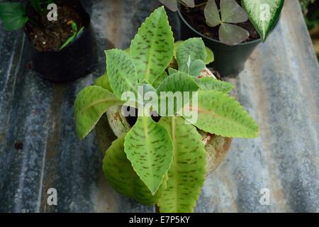 Makroaufnahme von oben einer getopften Mutter-der-Tausenden-Sukkulente (Kalanchoe daigremontiana) mit gesprenkelten Blättern Stockfoto