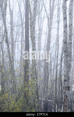 Birkenwald in nebligen Morgen Stockfoto