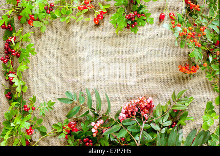 herbstliche Rahmen - Weißdorn, Briar und Rowan an helle Leinwand Stockfoto