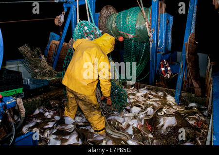 Fischer an Bord Dragger schleppen im Netz voller Yellowtail Flunder (LIMANDA FERRUGINEA) und Atlantischer Kabeljau (GADUS MORHUA). Stellwage Stockfoto