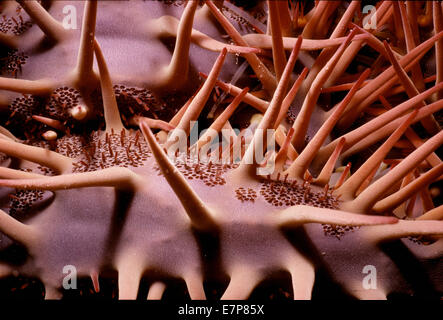 Giftigen Stacheln auf Krone von Dornen Seestern (Acanthaster Planci).  Sinai, Ägypten, Rotes Meer Stockfoto