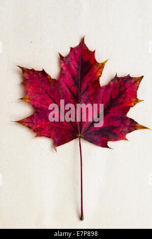 Herbst Blatt auf Papierhintergrund Stockfoto
