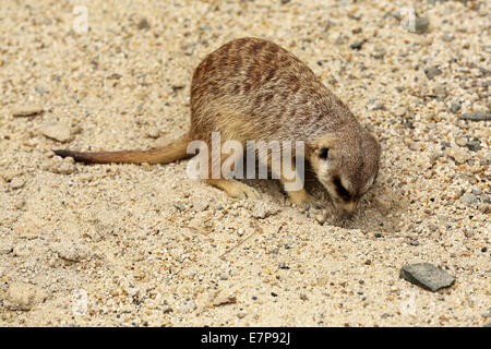 Ein Erdmännchen (Suricata Suricatta) im sandigen Boden wühlen. Erdmännchen stammen aus dem südlichen Afrika. Stockfoto