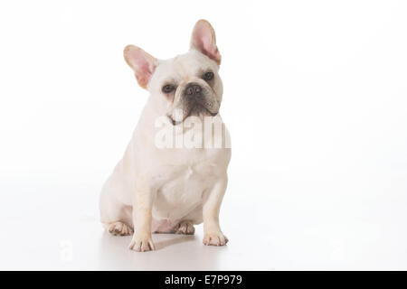 französische Bulldogge Welpen sitzen betrachten Viewer auf weißem Hintergrund Stockfoto