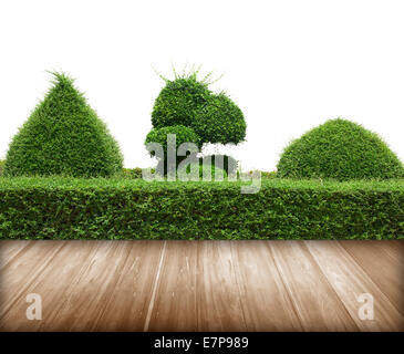 Green Bush mit Wand isoliert auf weißem Hintergrund und Bodenbelag Holz. Stockfoto