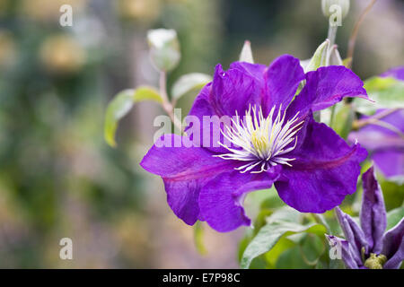 Clematis 'Kinja Atarashi'. Lila Clematis-Blüten in einem englischen Garten. Stockfoto