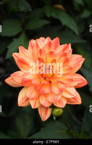 Dahlie 'Karma Fiesta' Stockfoto