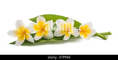 Frangipani Blüten mit Blättern isoliert auf weiss Stockfoto