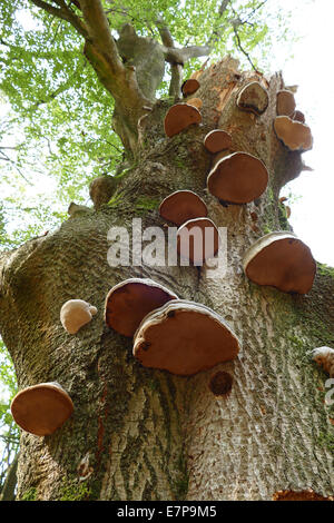 Pilz Pilze der Halterung auf einem Baum Stockfoto