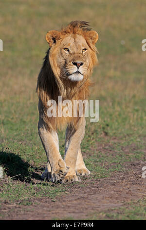 Erwachsenen männlichen Löwen zu Fuß in Richtung der Kamera auf die Masai Mara Stockfoto
