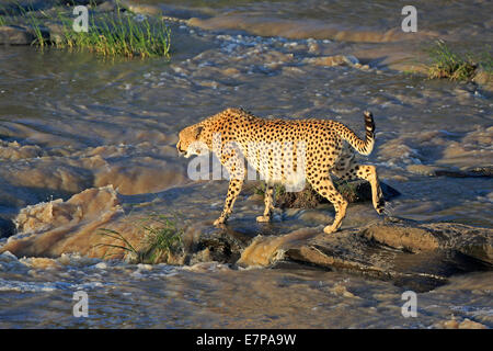 Erwachsene Geparden Crosing eines Flusses auf dann Masai Mara Stockfoto
