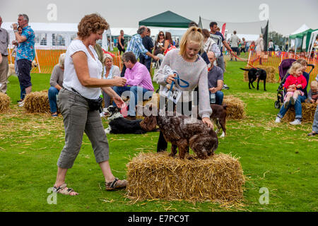 Dog Show, Hartfield Village Fete, Sussex, England Stockfoto