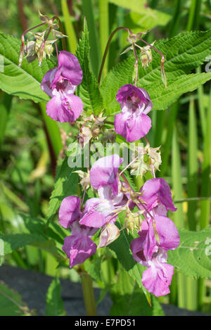 Nahaufnahme von rosa Indian Balsam Wildblumen in Marshy Land am Fairburn Ings in der Nähe von Castleford West Yorkshire England UK Stockfoto