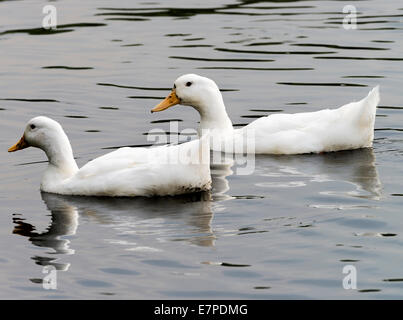 Weiß domestiziert Enten schwimmen auf dem See bei Fairburn Ings in der Nähe von Castleford West Yorkshire England Vereinigtes Königreich UK Stockfoto