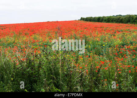 Ein Feld von Bright Red selbst ausgesät gemeinsamen Mohn in der Nähe von Fairburn Ings Castleford West Yorkshire England Vereinigtes Königreich UK Stockfoto