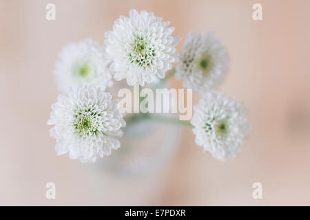 Studioaufnahme von weißen Blume Stockfoto