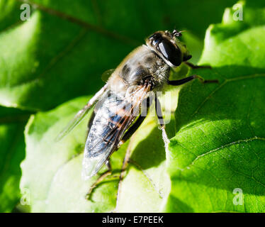 Honey Bee genießen Sonne auf einem Wisteria-Blatt in einem Garten Cheshire England Vereinigtes Königreich UK Stockfoto