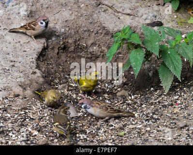 Baum-Spatzen und eine Familie von Grünfinken ernähren sich von Samen nach Fairburn Ings West Yorkshire England Vereinigtes Königreich UK Stockfoto