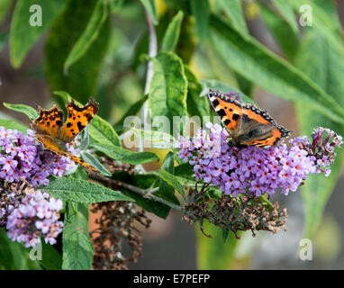 Einsame Komma und kleiner Fuchs Schmetterling ernähren sich von Nektar auf einer lila Buddleja-Blume in einem Garten Cheshire England UK Stockfoto