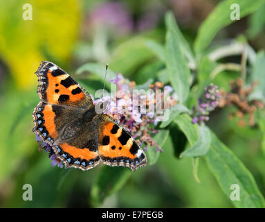 Ein kleiner Fuchs Schmetterling Fütterung auf eine lila Buddleja-Blume in einem Garten Cheshire England Vereinigtes Königreich UK Stockfoto