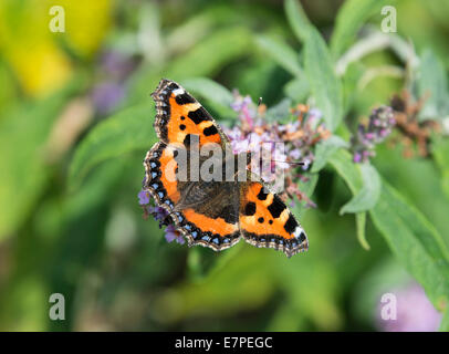 Ein kleiner Fuchs Schmetterling Fütterung auf eine lila Buddleja-Blume in einem Garten Cheshire England Vereinigtes Königreich UK Stockfoto