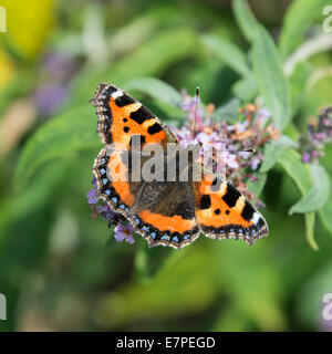 Ein kleiner Fuchs Schmetterling Fütterung auf eine lila Buddleja-Blume in einem Garten Cheshire England Vereinigtes Königreich UK Stockfoto