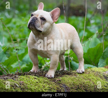 französische Bulldogge stehend auf einem moosigen Baumstamm draußen im Wald Stockfoto