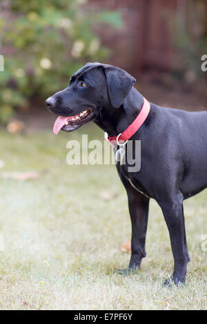 Schwarzer Labrador-Mix-Hund in einem Hinterhof. Stockfoto