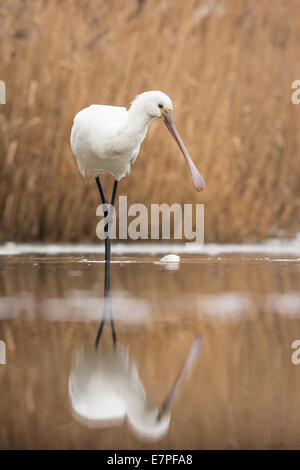 Eurasische Löffler (Platalea Leucorodia) in einem flachen Sumpf waten Stockfoto